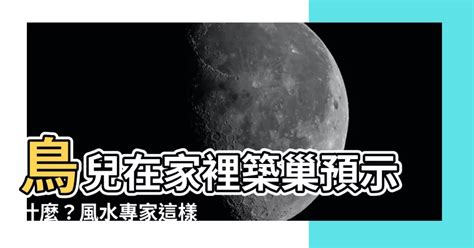 有鳥在家築巢|【鳥在家裡築巢】鳥兒在家裡築巢預示什麼？風水專家。